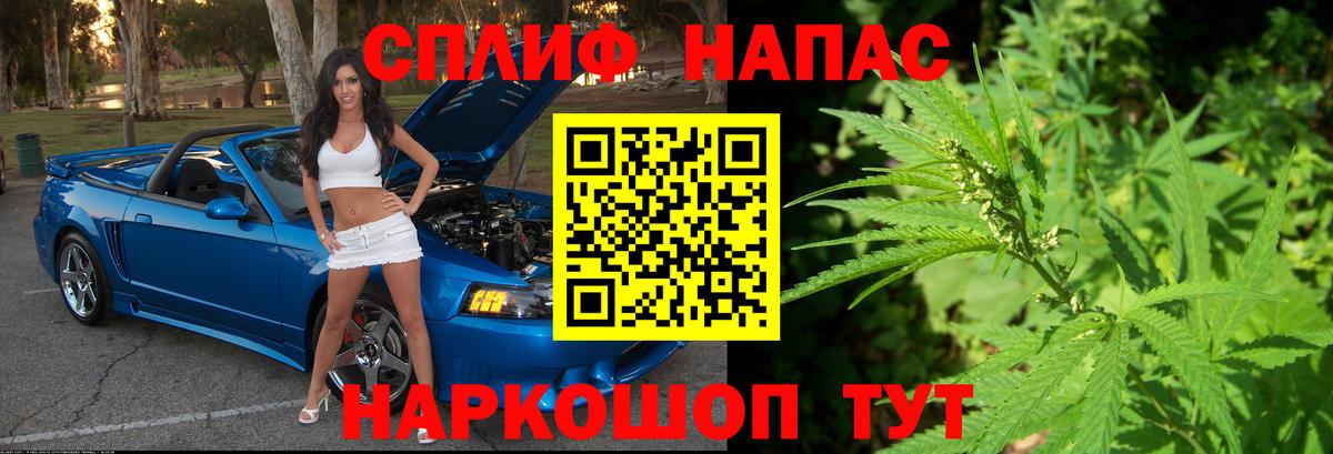Каннабис план Ессентуки